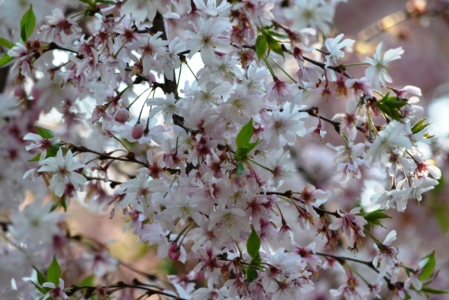 � esplosa la primavera...